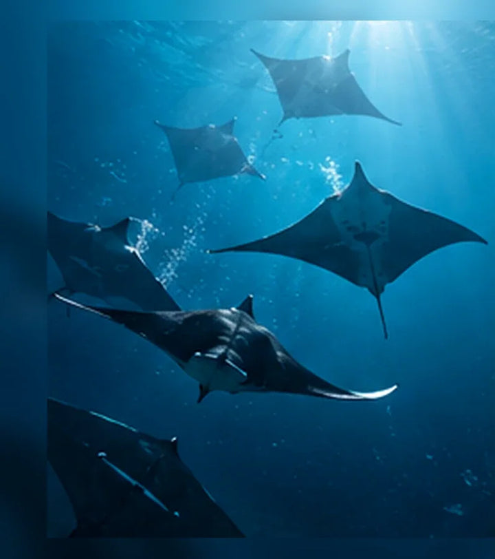 Grupo de mantarrayas en aguas profundas